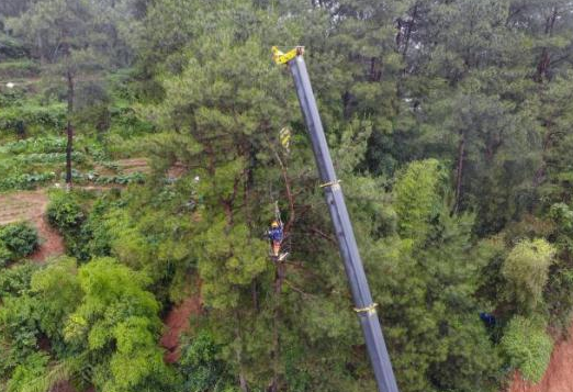 龍巖防汛,移除危樹